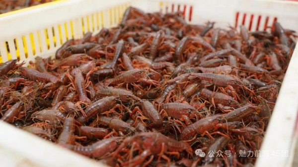 天宇优配 从南海到南疆！广东的鱼和天山的羊，终于凑成了“鲜”